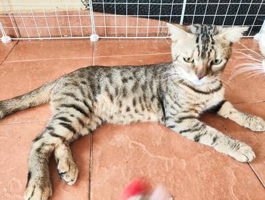 Kucing BENGAL Cat