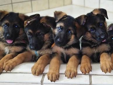 GS90012 German Shepherd black tan haired puppies