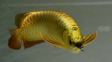 Arowana 24k 10 inch 3a quality-wholesale