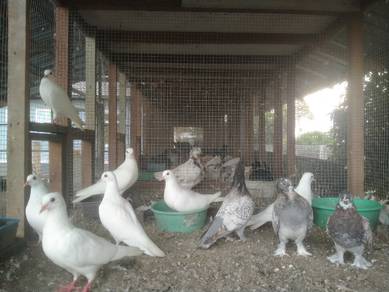 merpati putih