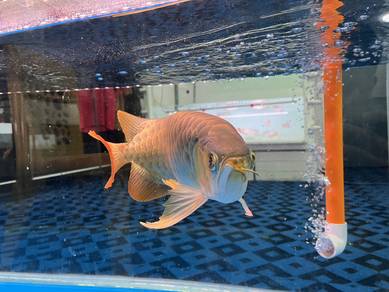 AROWANA CHILI RED BUTTERFLY 17Inchi