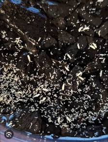 springtails