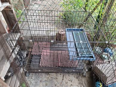 Sangkar Kucing