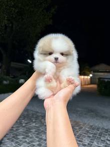 Tiny Pomeranian Male pup