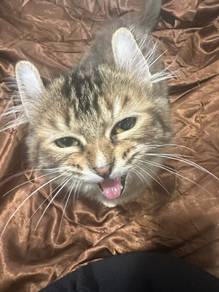 kitten for adoption