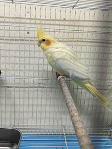 Cockatiel Betina