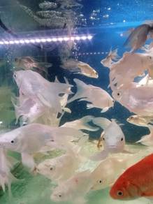 Platinum Koi Short body / copper shot body koi