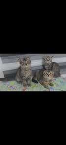 Rehome - Scottish Fold mix BSH