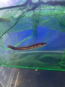 Ikan hiasan