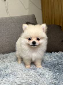 Pomeranian puppy