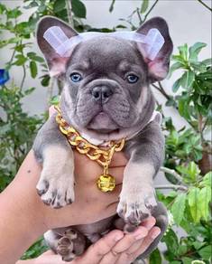 French Bulldog Puppy 89