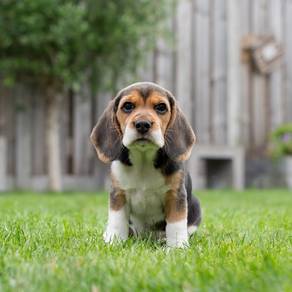 Beagle puppies available 
