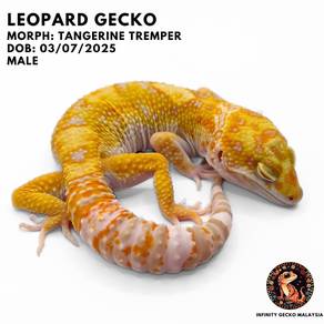 Leopard Gecko Tangerine Tremper Albino Malaysia