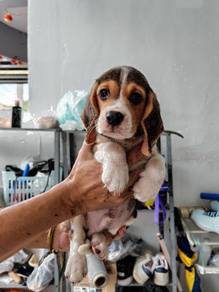 Beagle mka cert female puppy