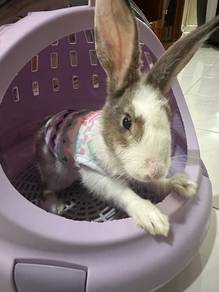 Mix breed rabbit for sale