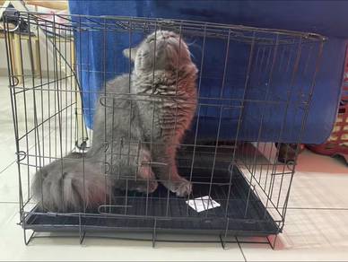 Cat/Dog Cage (used)