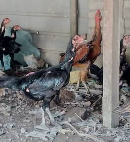 Ayam Kampung Asli 