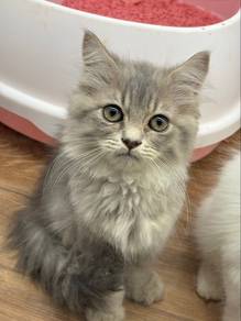 Persian