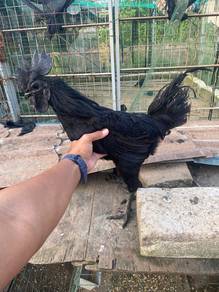 Ayam cemani