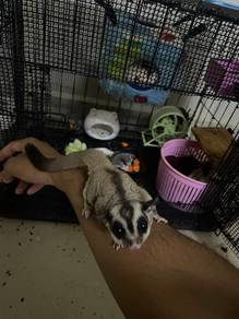 Sugar glider