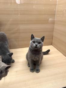 British Short Hair