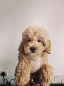 cavapoo==