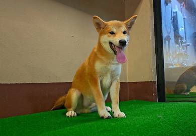 Super cute Shiba Inu Male