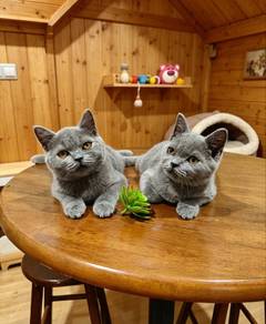 British Shorthair Blue