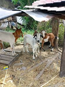 kambing 