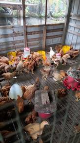 Ayam utk dijual