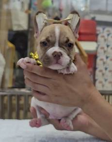 FRENCH BULLDOG PUPPIES FB251🌻Cute Puppy Available