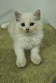Mix mainecoon 