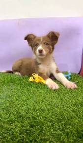 Birder collie tri color