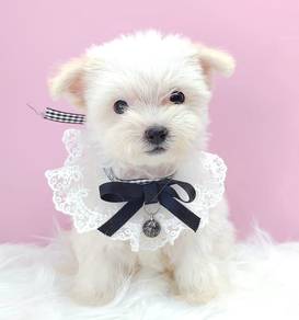 Maltipoo