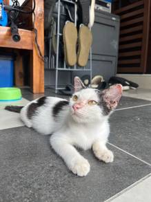 kucing untuk dijaga secara percuma