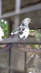 burung merpati