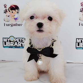 Maltese