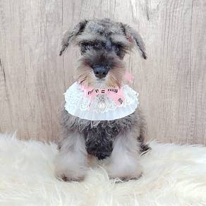Schnauzer