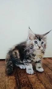 Mainecoon male and female