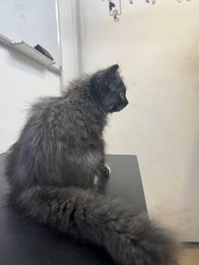 Domestic Long hair kitten rehome