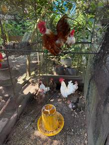 Ayam Serama 6-7 pasang