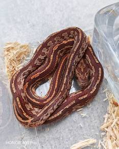Corn Snake Baby promo 