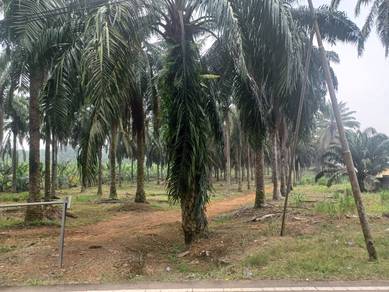 Agricultural Land in Kluang, JHR