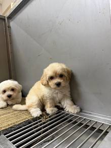 Maltipoo