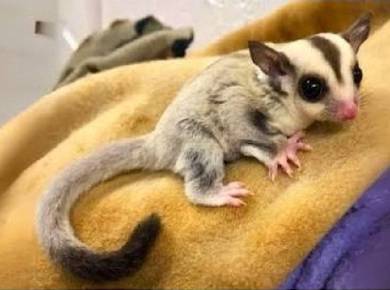 Sugal glider 2 ekor full set cage
