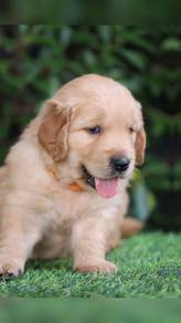 Golden Retriver available11