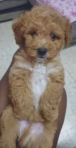 Toy poodle