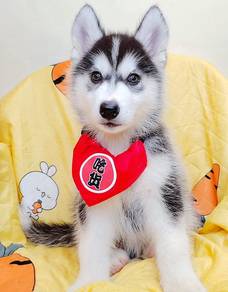 Husky
