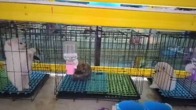 Pure Breed Mini Size Pomeranian (M/F) 纯种小型博美