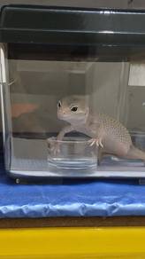 Blizzard Male Adult